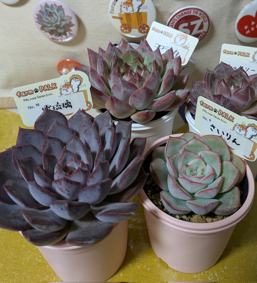 farmPALK　命名株　吉影　クインコロネット札付きセツト farmPALK 命名株 吉影 クインコロネット札付きセツト 札•鉢付き farmPALK