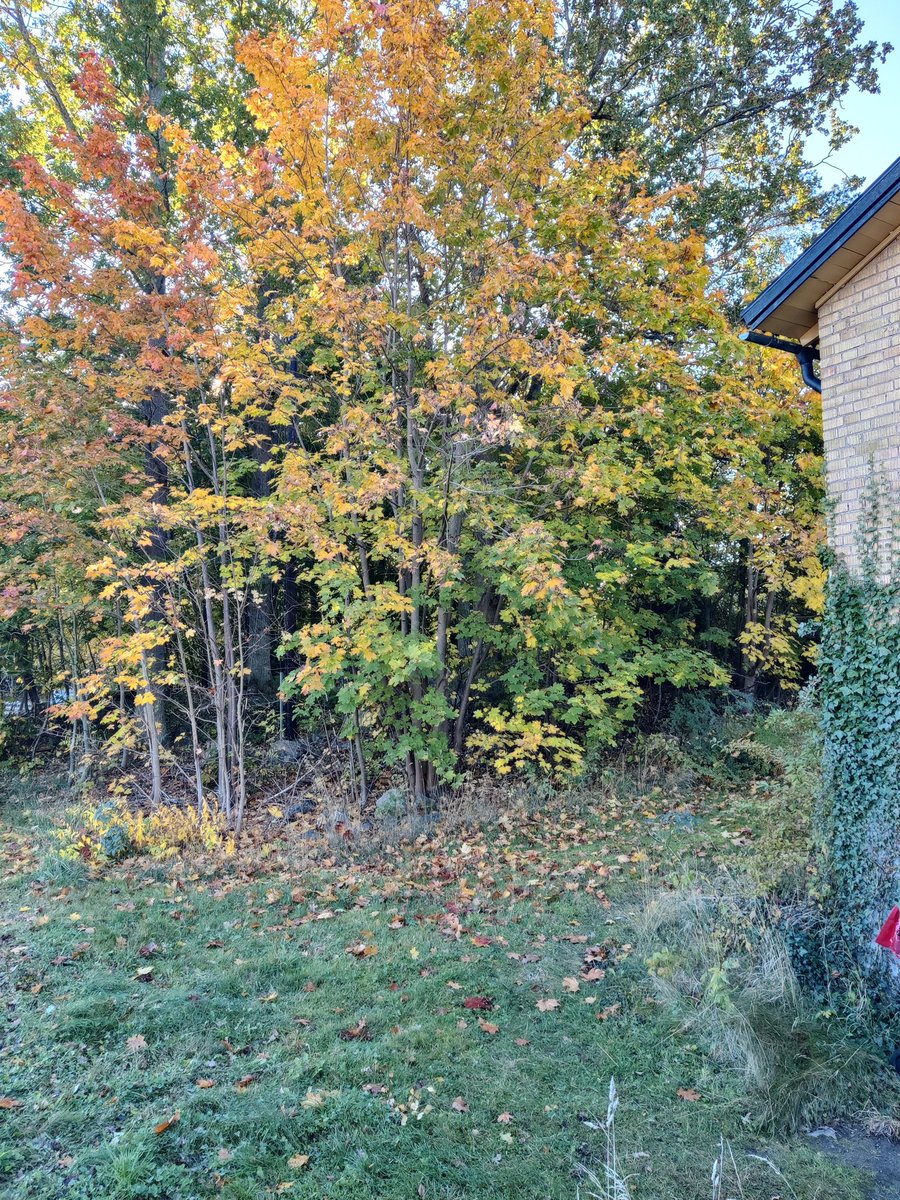 Morgan Magnusson tweet media