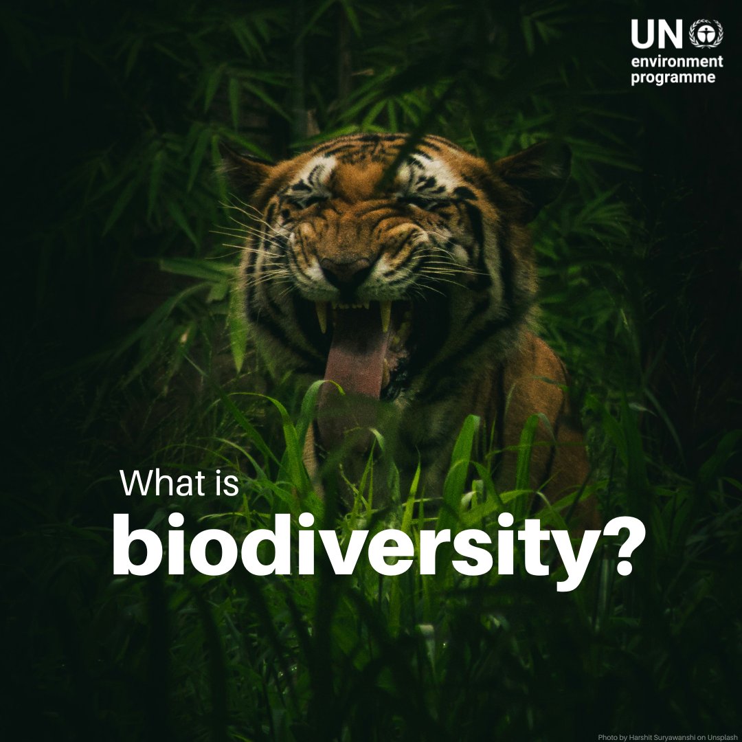 UNEP's tweet image. Biodiversity is the web of life that keeps our planet healthy — from the air we breathe to the food we eat.

But it’s under threat from pollution, habitat loss, and climate change

Explore more on what biodiversity is all about and the ongoing work to protect it for people and…