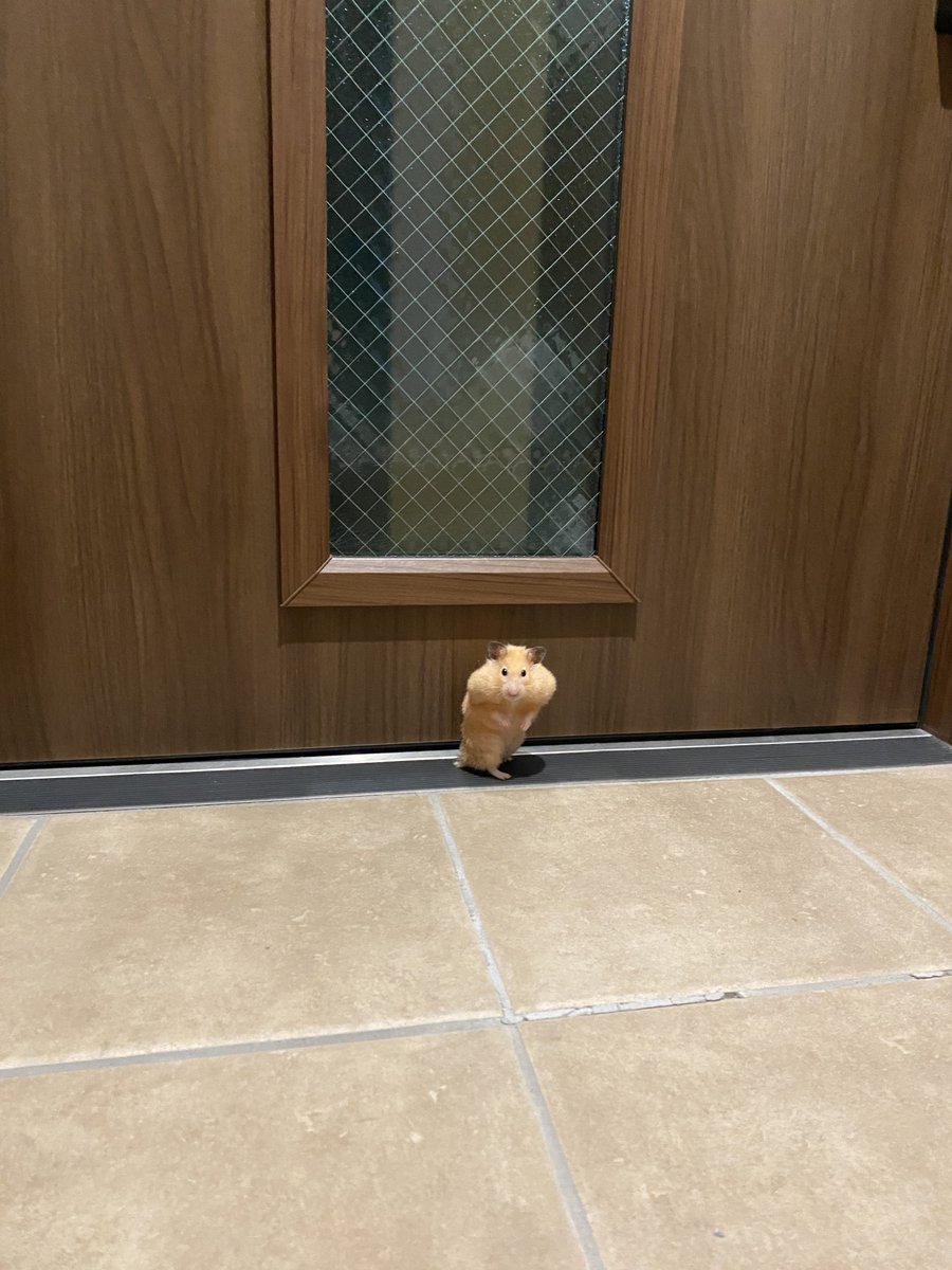 cisco_maru's tweet image. 食料を頬に詰め外に出せと訴えている