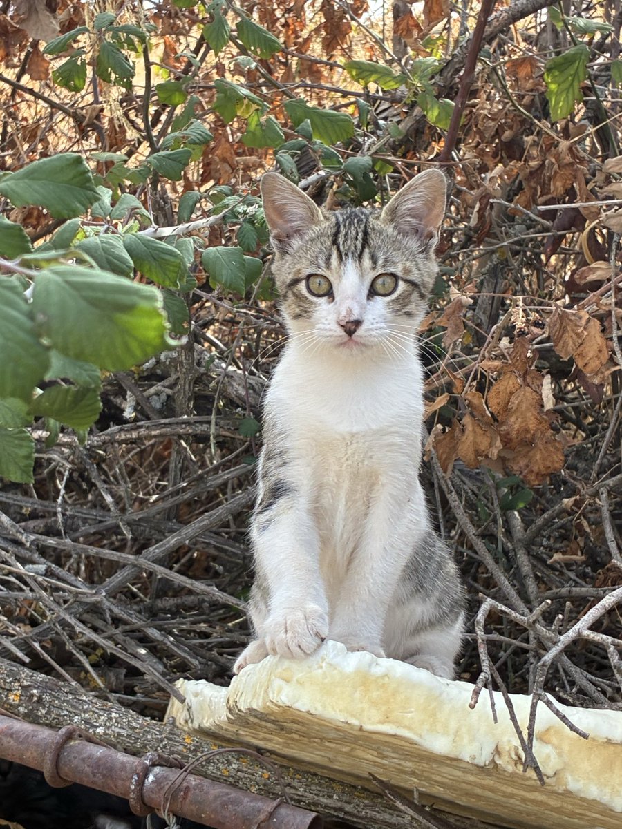 Bosque y Campo siguen buscando un hogar. Porfi, porfi, compartid para que lleguemos a su familia ideal, ¡no queremos que crezcan en la calle!
