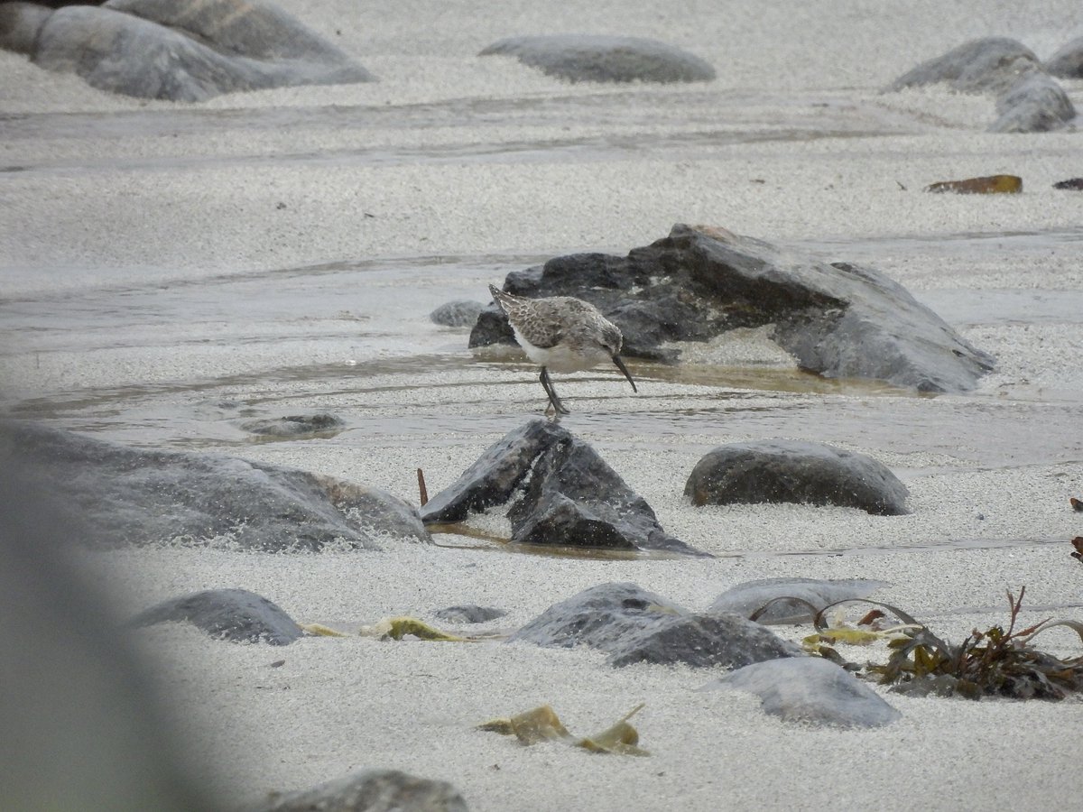 Ian Ricketts 🇪🇺 tweet media