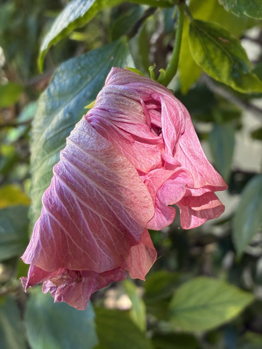 Mi Pequeño Pony 🌸