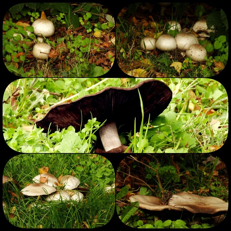 Dit is een champignonsoort, waarschijnlijk een gewone weidechampignon, in verschillende stadia 🍄. 
#vandaaggemaakt
#fot_O_ktober
<a href="/jolandabrwr/">JoLaNDa_hobbyfotograaf</a>