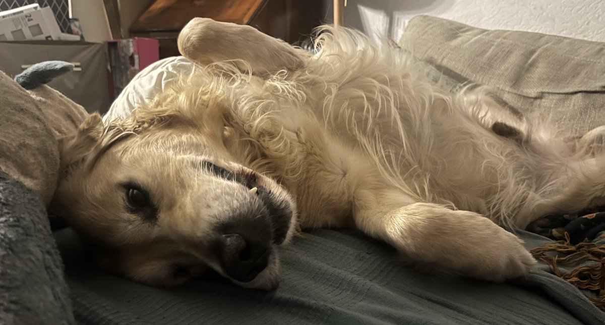 Transbaerchen's tweet image. Henlo.