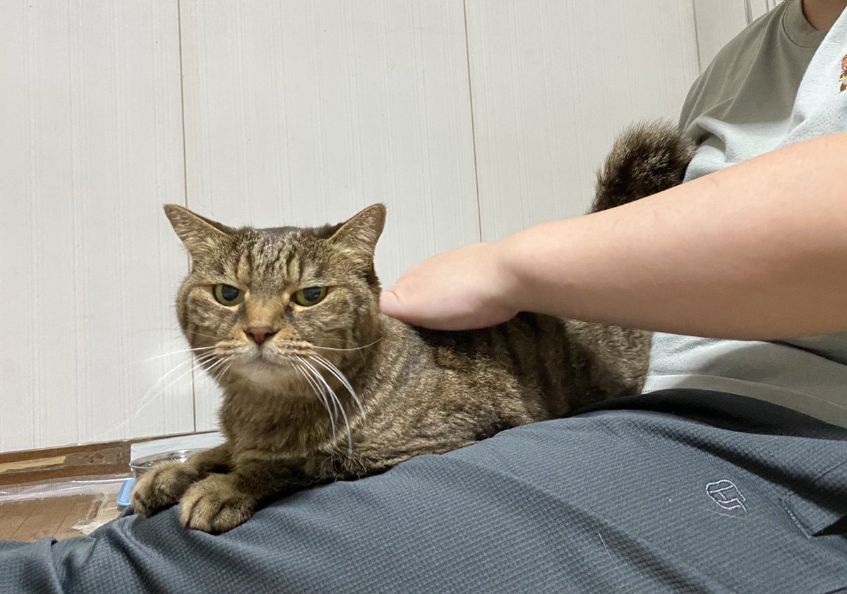 アキちゃんは今日もお膝です
背中ナデナデ...ナデナデ...ナデナデ...
とっても気持ちいいね☺️