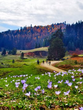 First image shows a woman with red hair sitting on green grass in a meadow holding purple crocus flowers wearing a white long-sleeve top and black pants with white sneakers surrounded by scattered purple flowers and tall pine trees with some autumn foliage under a partly cloudy sky. Second image depicts several wooden cabins including a red-roofed one and gray structures on a grassy field with blooming purple crocus flowers in the foreground bordered by a dirt path and dense pine forest in the background. Third image captures a group of people walking on a dirt path through a green meadow dotted with purple crocus flowers leading toward forested hills with autumn-colored trees and rocky terrain under a partly cloudy sky. Fourth image features tents and people near wooden cabins on a grassy area with purple crocus flowers in the foreground and tall pine trees with autumn leaves under a cloudy sky.