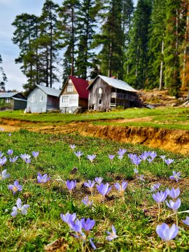 First image shows a woman with red hair sitting on green grass in a meadow holding purple crocus flowers wearing a white long-sleeve top and black pants with white sneakers surrounded by scattered purple flowers and tall pine trees with some autumn foliage under a partly cloudy sky. Second image depicts several wooden cabins including a red-roofed one and gray structures on a grassy field with blooming purple crocus flowers in the foreground bordered by a dirt path and dense pine forest in the background. Third image captures a group of people walking on a dirt path through a green meadow dotted with purple crocus flowers leading toward forested hills with autumn-colored trees and rocky terrain under a partly cloudy sky. Fourth image features tents and people near wooden cabins on a grassy area with purple crocus flowers in the foreground and tall pine trees with autumn leaves under a cloudy sky.