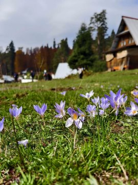 First image shows a woman with red hair sitting on green grass in a meadow holding purple crocus flowers wearing a white long-sleeve top and black pants with white sneakers surrounded by scattered purple flowers and tall pine trees with some autumn foliage under a partly cloudy sky. Second image depicts several wooden cabins including a red-roofed one and gray structures on a grassy field with blooming purple crocus flowers in the foreground bordered by a dirt path and dense pine forest in the background. Third image captures a group of people walking on a dirt path through a green meadow dotted with purple crocus flowers leading toward forested hills with autumn-colored trees and rocky terrain under a partly cloudy sky. Fourth image features tents and people near wooden cabins on a grassy area with purple crocus flowers in the foreground and tall pine trees with autumn leaves under a cloudy sky.