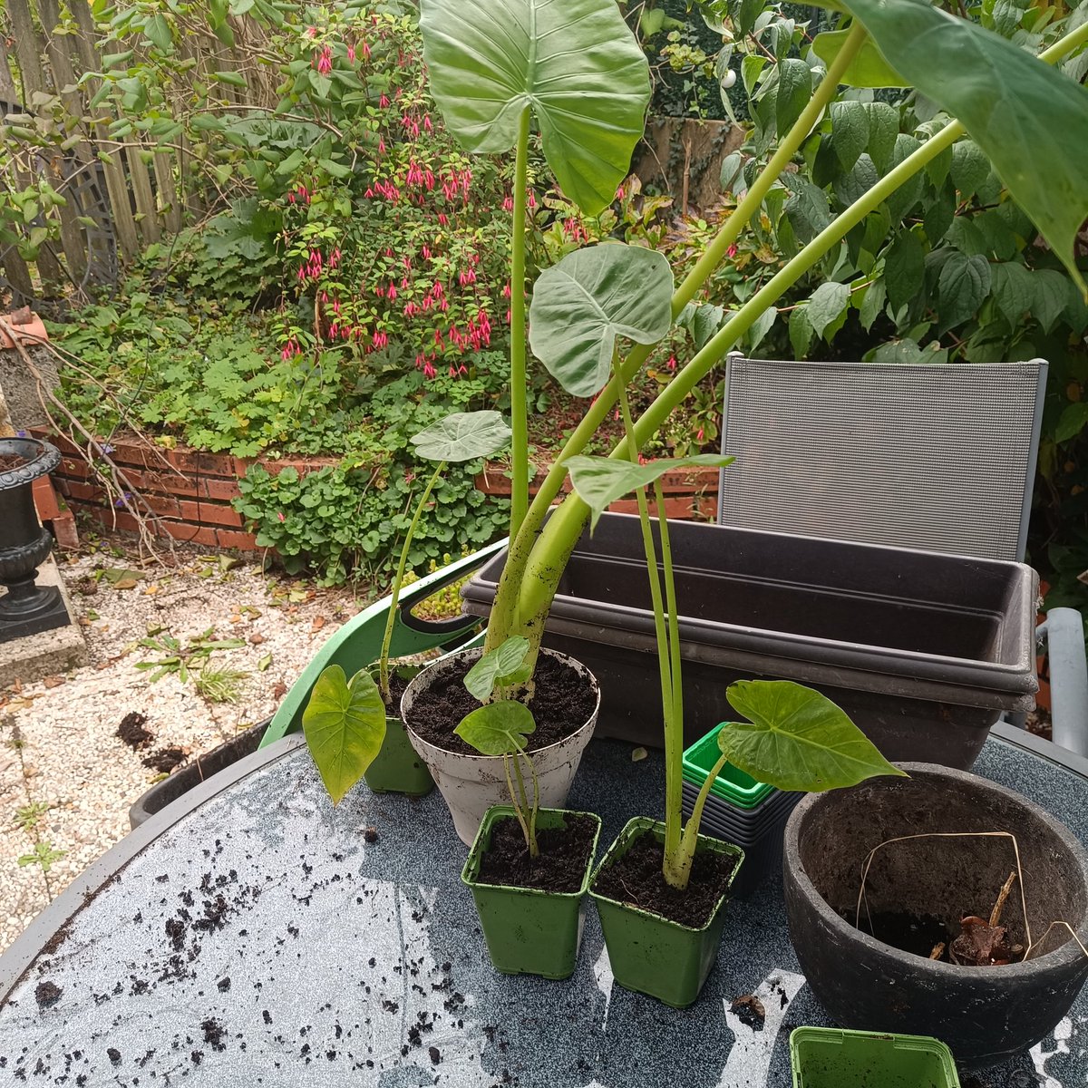 Changement de pot pour l'alocasia qui est toujours plus énorme 😅
Du coup j' ai fait des boutures pour des copains ❤️ yen a une qui part à nice vivre en pleine terre 🤩
<a href="/Olivierviticog1/">Olivierviticognac</a> si tu en veux une 😉