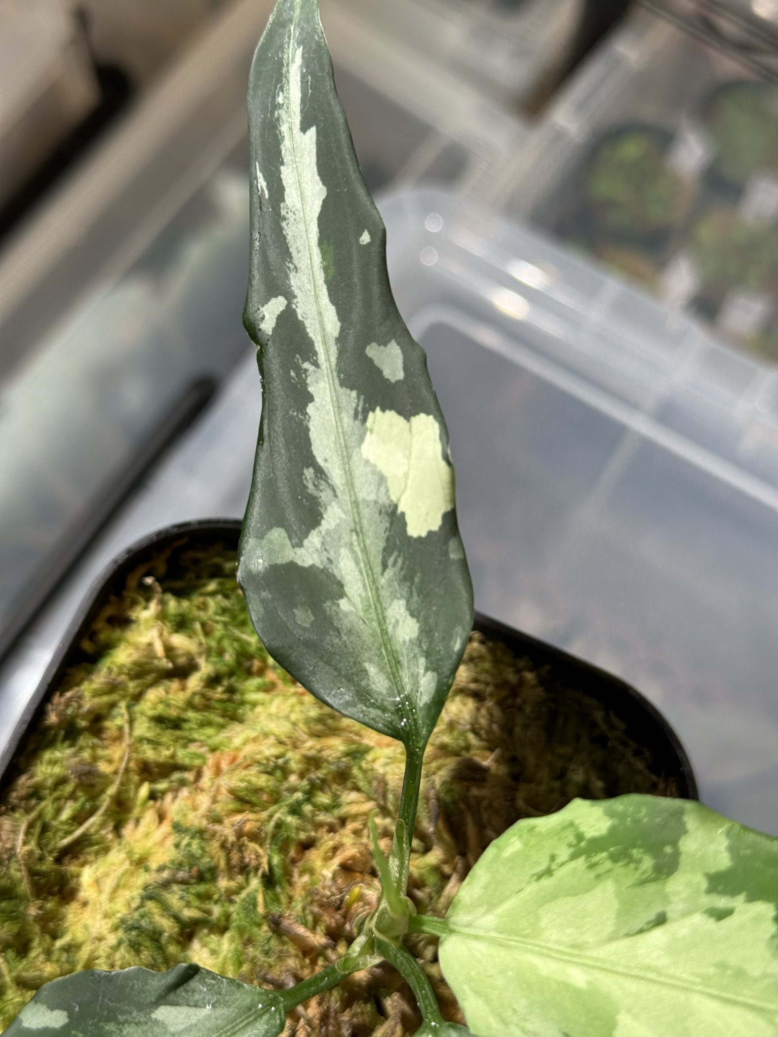 アグラオネマ - Search / X