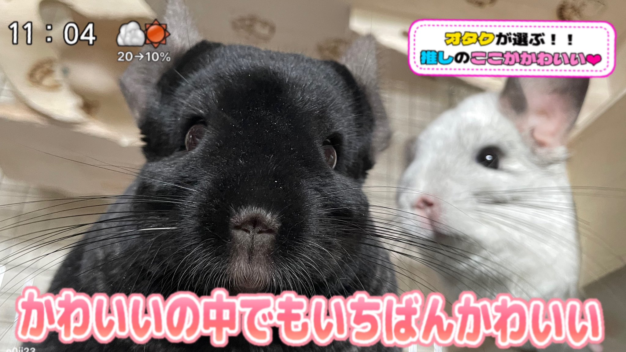 мａkï✰*。t プロフご覧下さい Mとチハマカメ on X: 