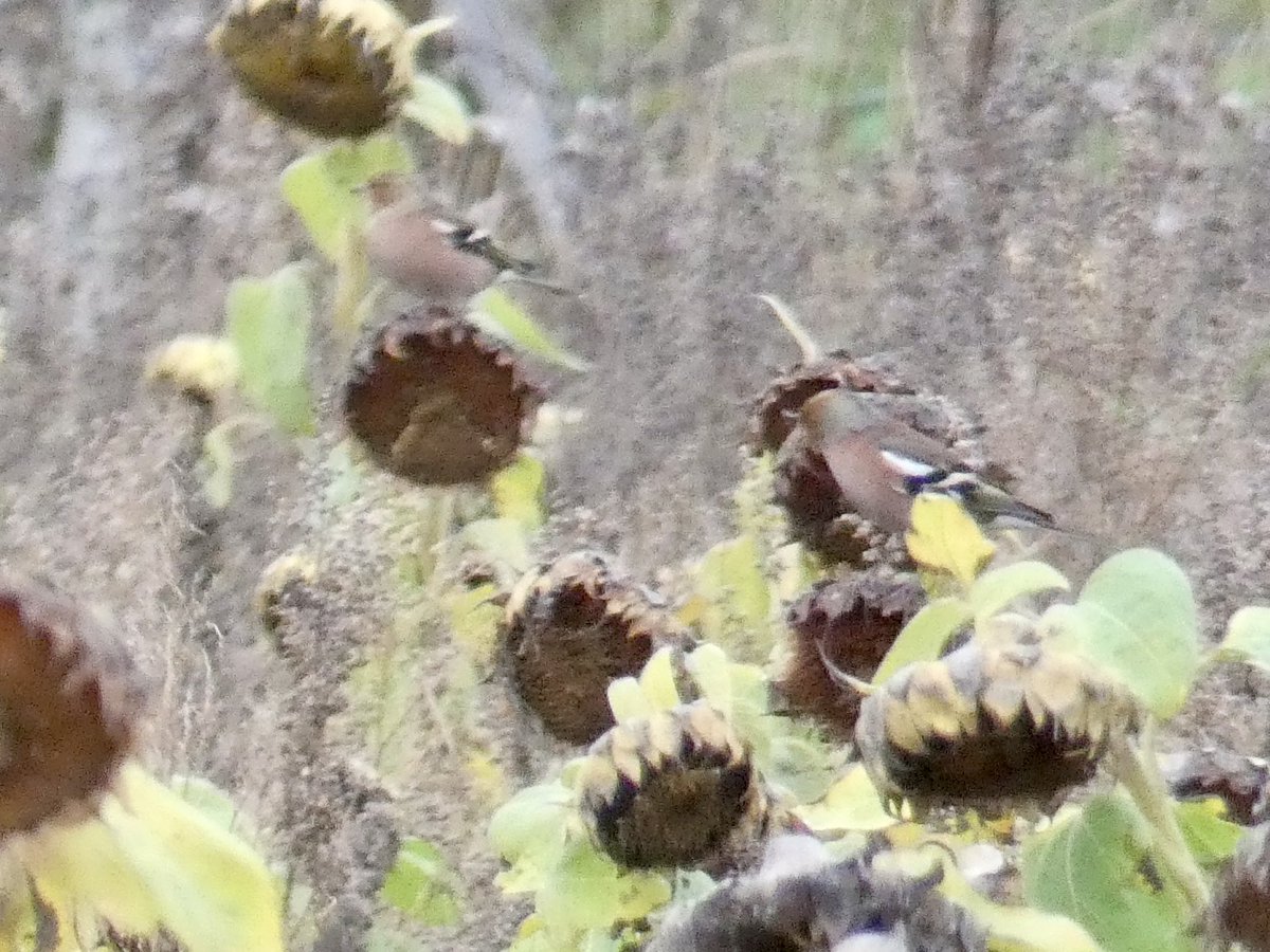 Chris Millward Jnr tweet media