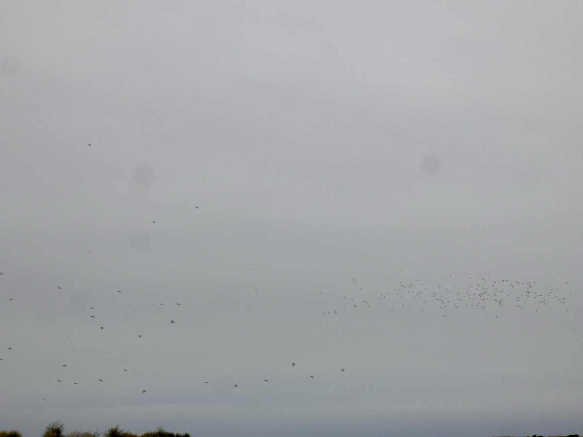 Chris Millward Jnr tweet media