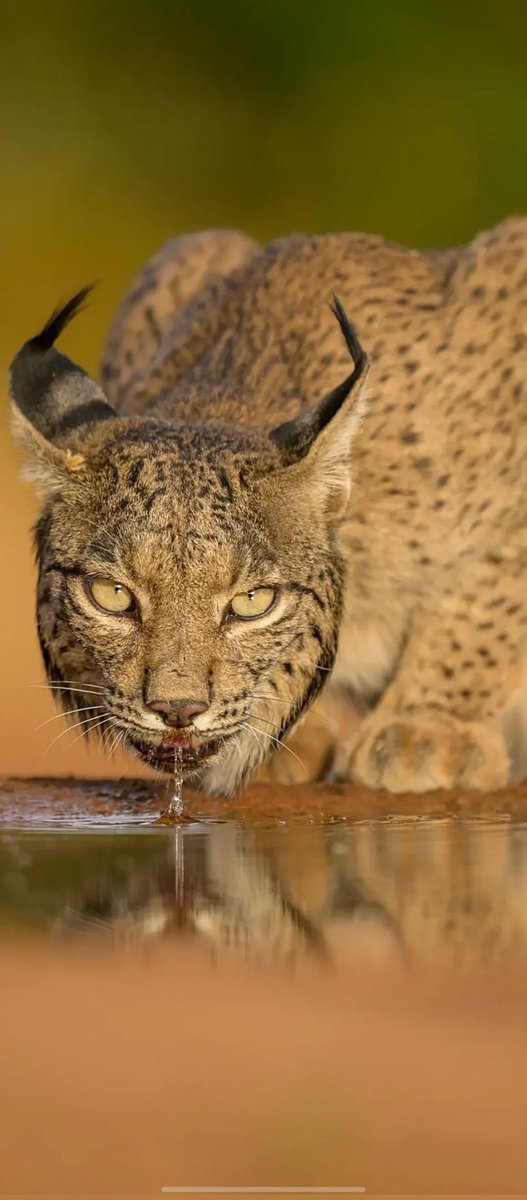 Takeapic9's tweet image. Iberian Lynx