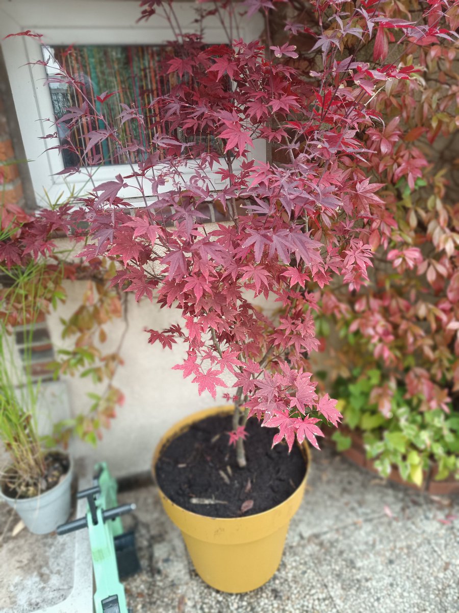 #untouraujardin 
En prévision de la semaine pluvieuse à venir, j' ai commencé à rentrer les plantes les plus gelives. Le garage redevient serre froide. Beaucoup de changements au jardin cet hiver et ça va commencer bientôt 🤩