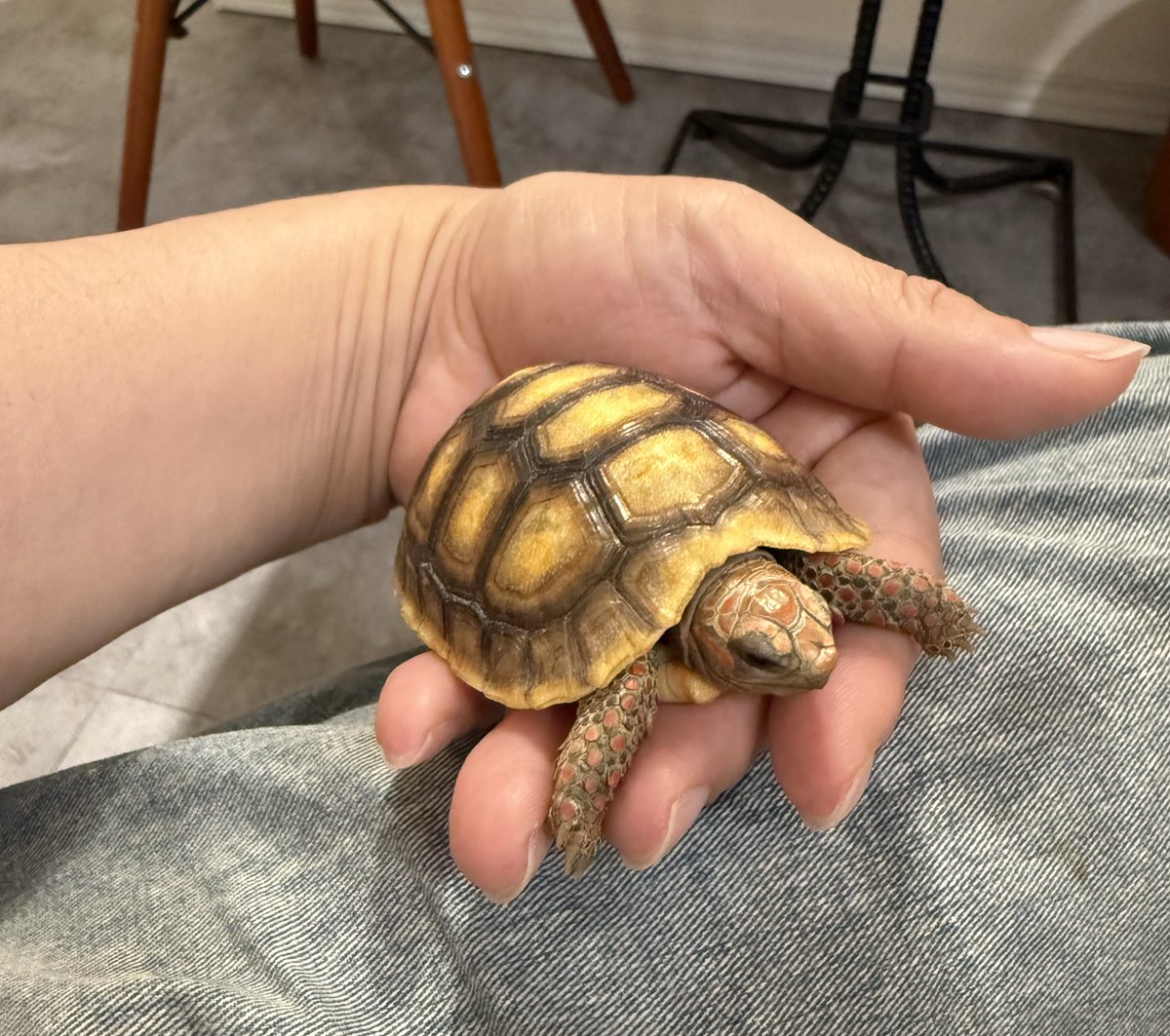 person_of__p's tweet image. #HBM
残っていてびっくりの個体を連れて帰りました、綺麗だねぇ。前述の外来種についての書籍の著者で伊知地英信さんのCB。育った環境や飼い方の説明書付。お子さんにもわかりやすく書かれていて、次世代へのやさしい目を感じた。困った時の連絡先が2枚目3枚目にも書いてあってあたたかさにワシ号泣。