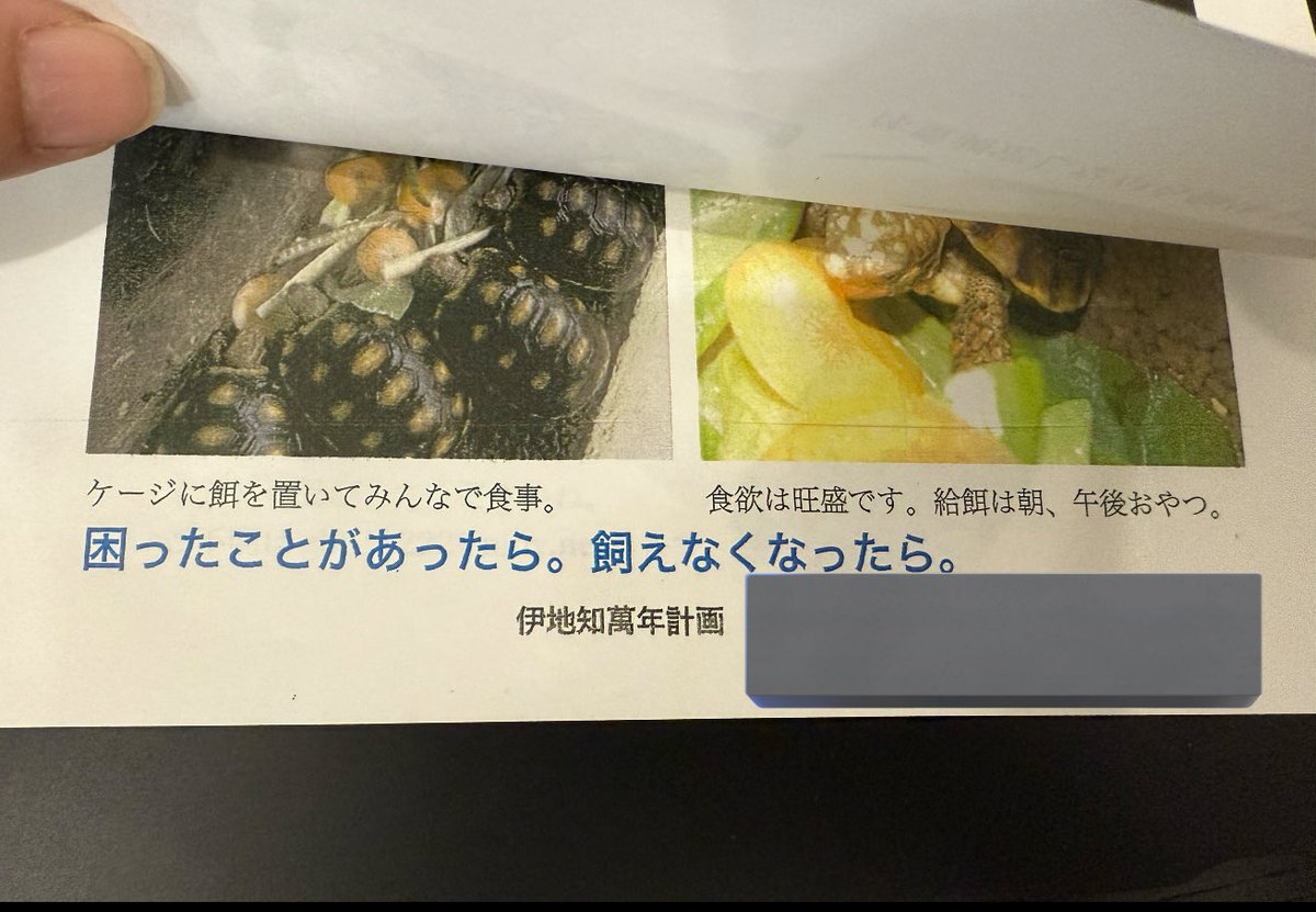 person_of__p's tweet image. #HBM
残っていてびっくりの個体を連れて帰りました、綺麗だねぇ。前述の外来種についての書籍の著者で伊知地英信さんのCB。育った環境や飼い方の説明書付。お子さんにもわかりやすく書かれていて、次世代へのやさしい目を感じた。困った時の連絡先が2枚目3枚目にも書いてあってあたたかさにワシ号泣。