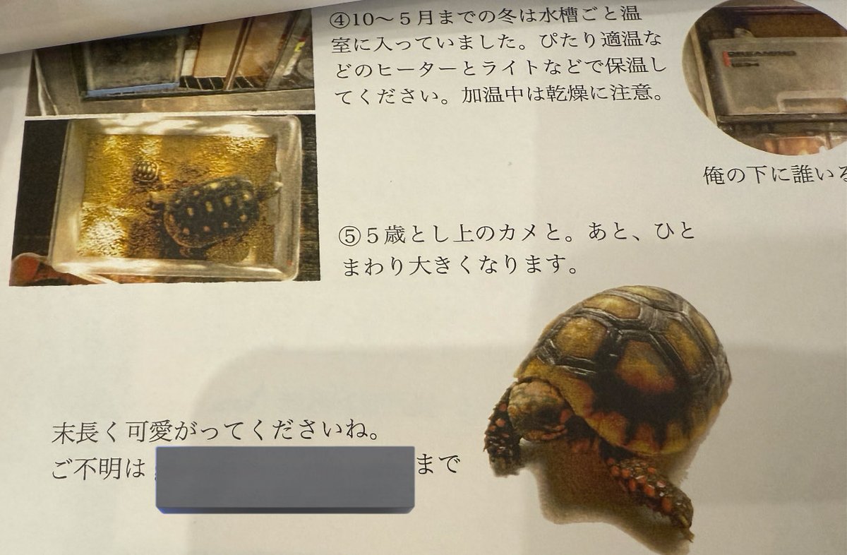 person_of__p's tweet image. #HBM
残っていてびっくりの個体を連れて帰りました、綺麗だねぇ。前述の外来種についての書籍の著者で伊知地英信さんのCB。育った環境や飼い方の説明書付。お子さんにもわかりやすく書かれていて、次世代へのやさしい目を感じた。困った時の連絡先が2枚目3枚目にも書いてあってあたたかさにワシ号泣。