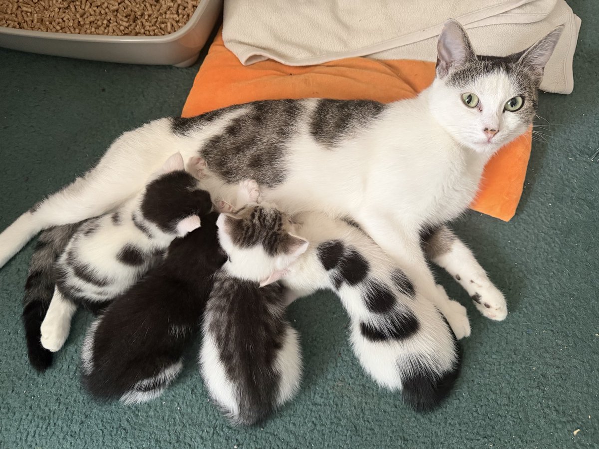 simplexistences's tweet image. my foster grandchildren are 1 month old today 🥺