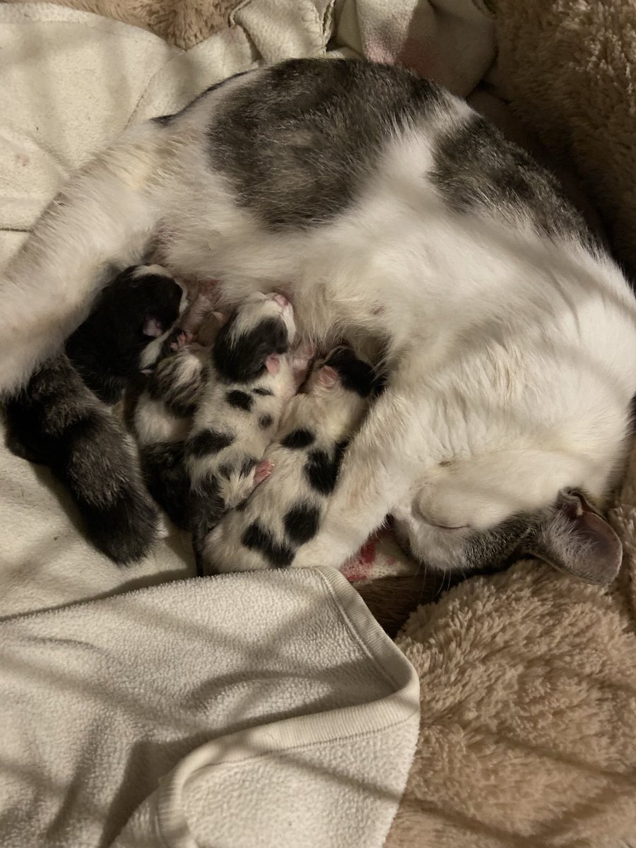 simplexistences's tweet image. my foster grandchildren are 1 month old today 🥺