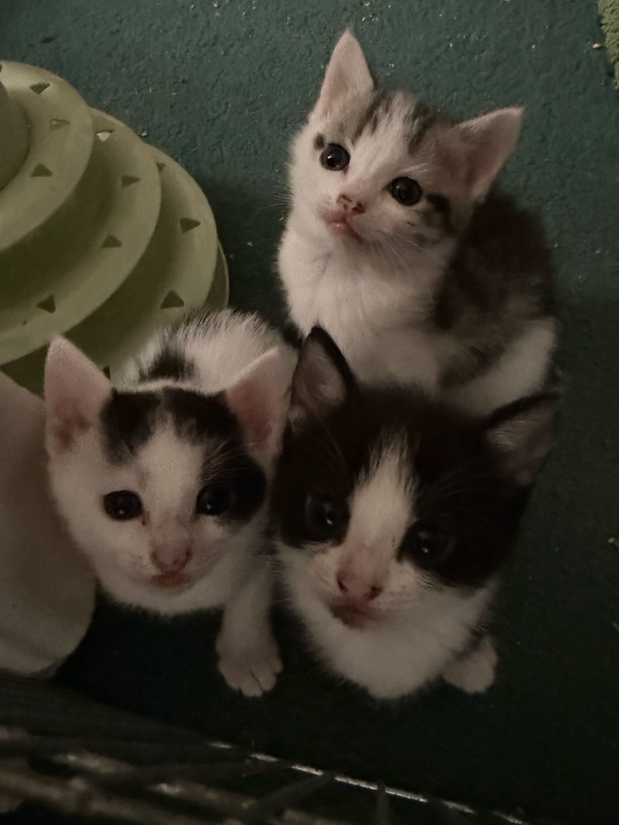 simplexistences's tweet image. my foster grandchildren are 1 month old today 🥺