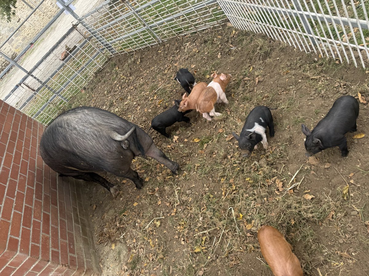 🌾 Dans le cadre de la #BaladeDuGoût, passage avec Enzo Marano à la Ferme de Fourches, magnifique exploitation familiale Seine-et-Marnaise.

Véritable modèle de circuit court de la ferme à la fourchette.🐮

Vive nos agriculteurs et vive l’agriculture Française ! 🇫🇷 #Circo7709