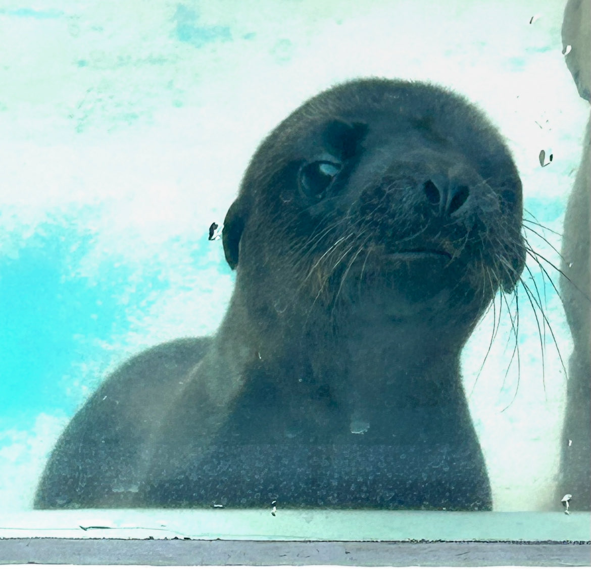 Tokyoは雨だし肌寒いし…すっかり夏は終わってしまったのか。さみしいな。
今年の夏はジョイが産まれて本当に嬉しかった。
秋も冬も春も来年の夏もその先もずっと見守ってるから、元気でいて。それだけ。