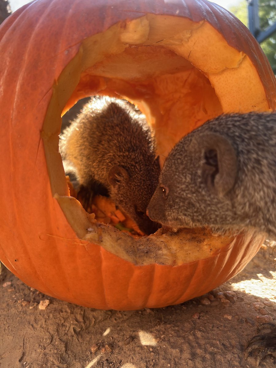 Peek-a-boo! 🎃 
 
Our mongoose had a wildly gourd time with their pumpkin enrichment. Visit the John P. McGovern Children's Zoo and see them along with our goats, llamas, and more! 
 
📸: Wildlife Connections Keeper Mykenzie