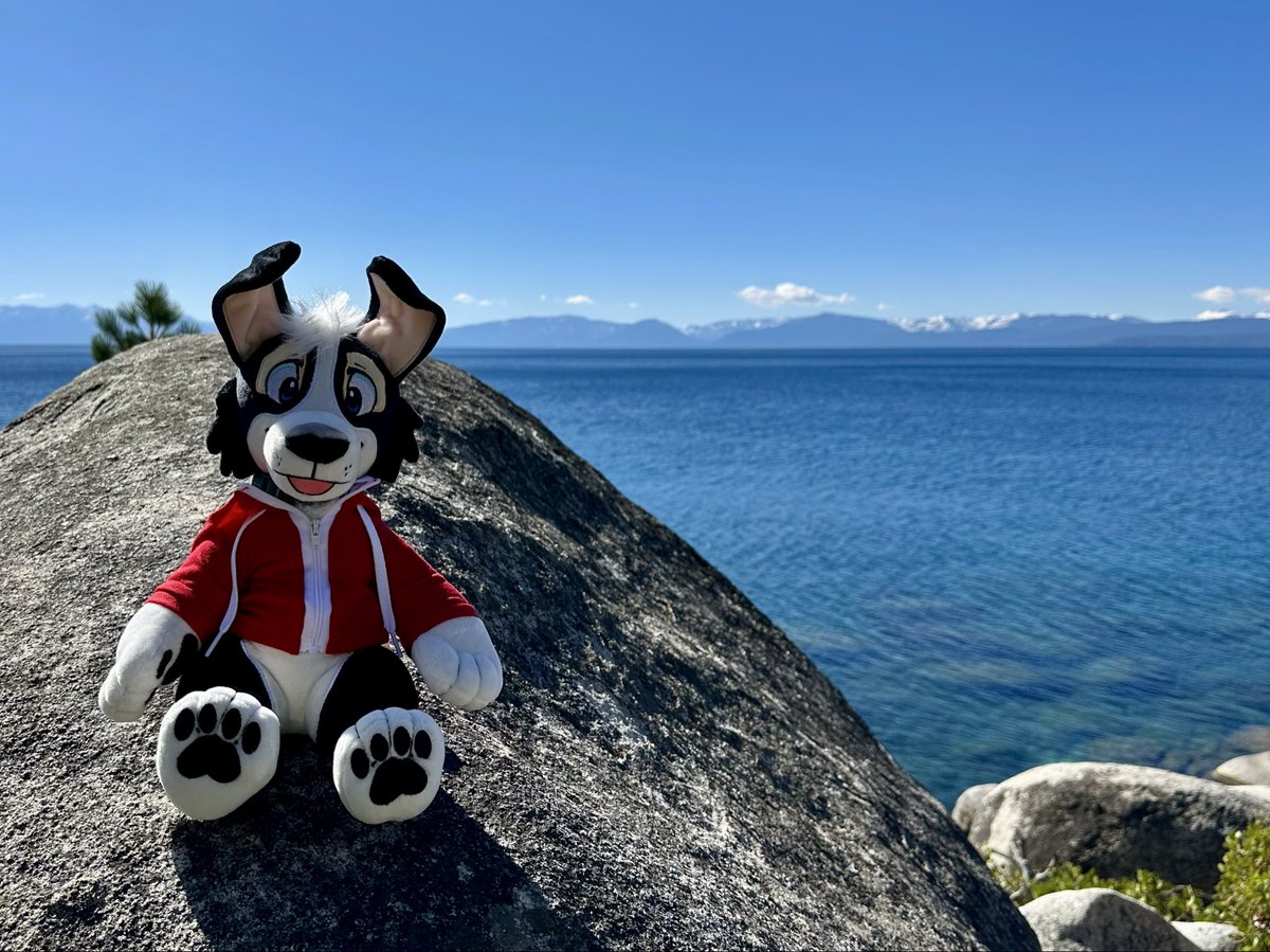Doggo in Tahoe
#softcandytoys #furry