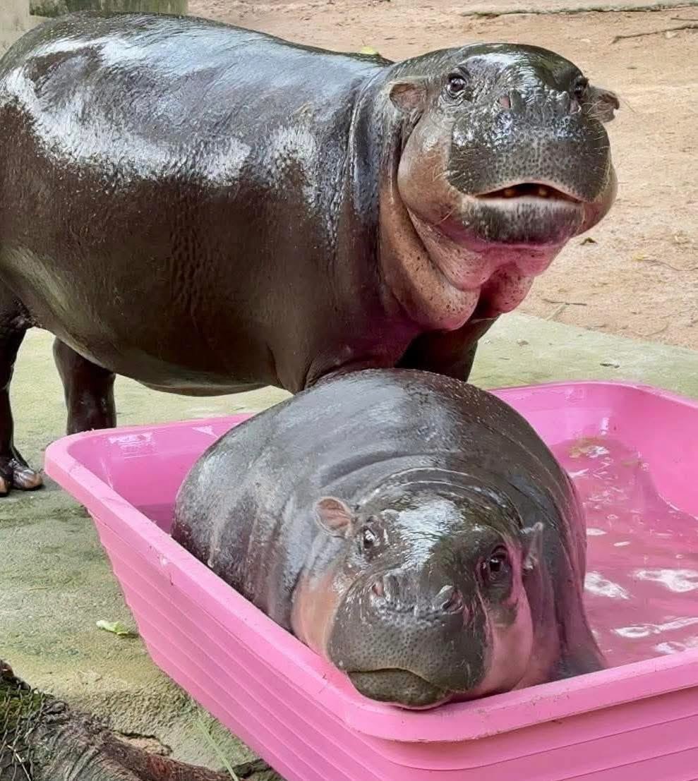 Moo Deng and her mother Jonah posing for a picture. 🦛🥹