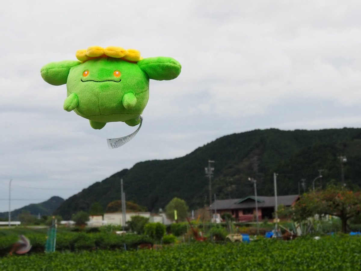 お茶摘みしてきたよ！
#ポポッコ
