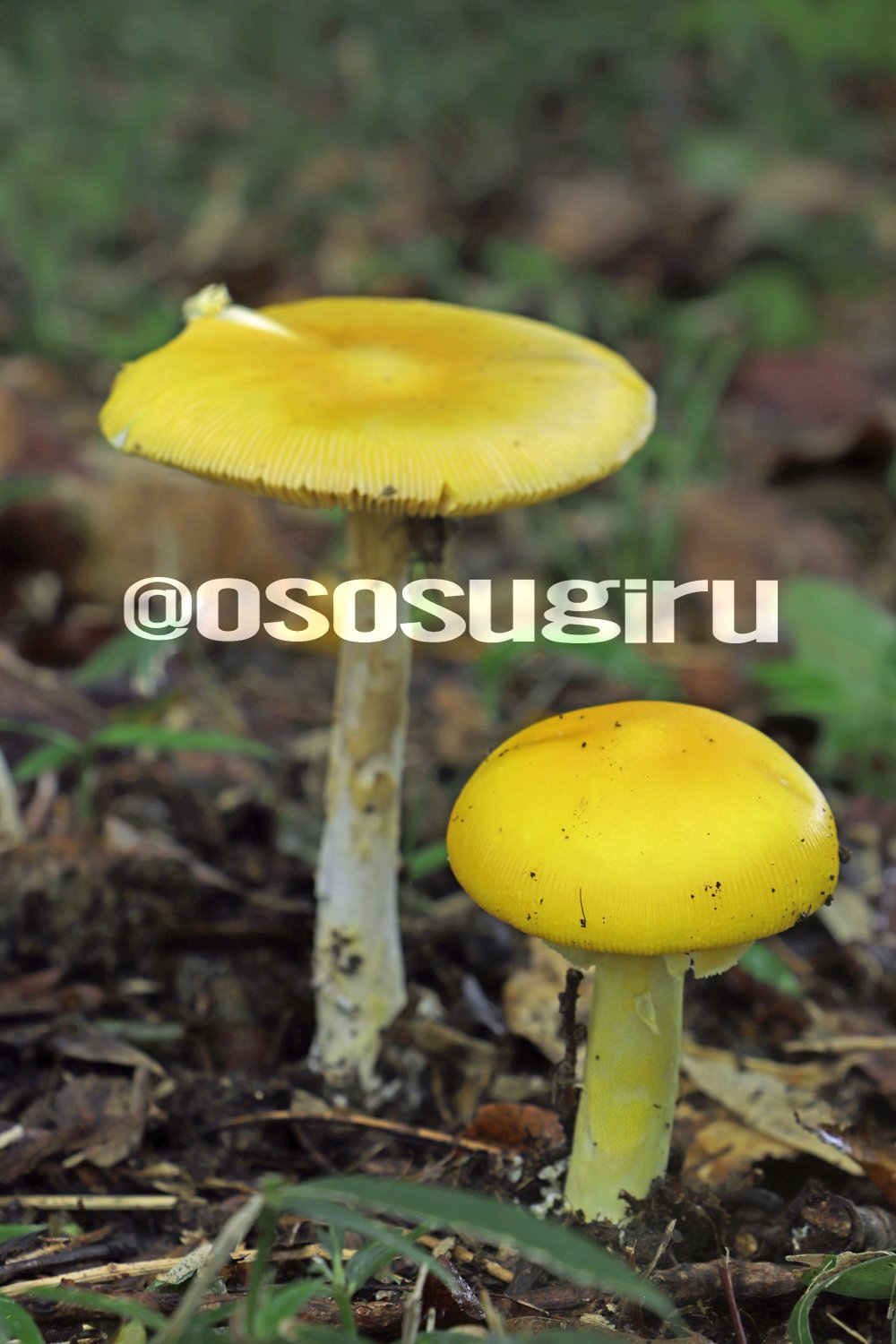 旧きよき仲間(キノコさん） 週刊】自然ガイドと街歩き｜目黒で、キノコのランプ｜くますけ