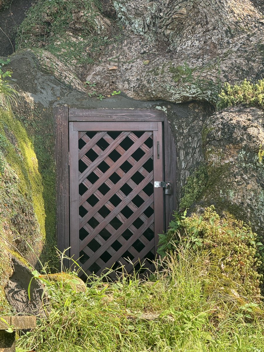 国内最大級になる樹齢1600年の楠の木には……扉がある。へぇ〜。