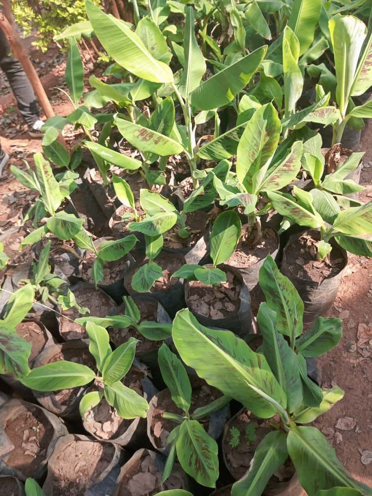 Last month, our team was honored to participate in Tree Planting Training organized by the @FACENDC project &amp; Just One Tree. We extend our appreciation to <a href="/FAOZambia/">FAO Zambia</a>  for inviting us. This was more than just a training,but a wake-up call to take action and drive a positive change