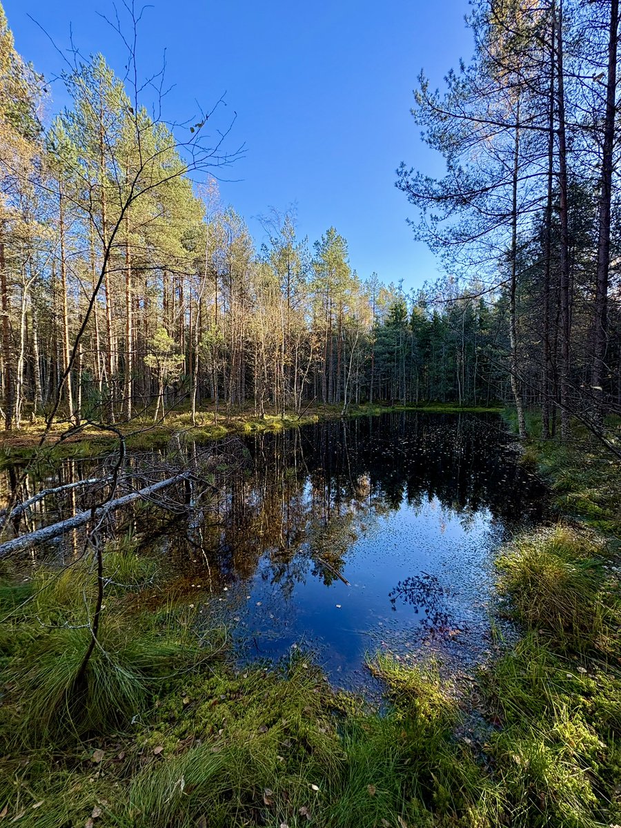 Произошло спонтанное «а как какать», точнее меня ноги сами понесли в лес грязь месить, мозг радостно последовал, а тело тупо забыло, че делать с нагрузкой🤡 надо как-то возвращаться в процесс