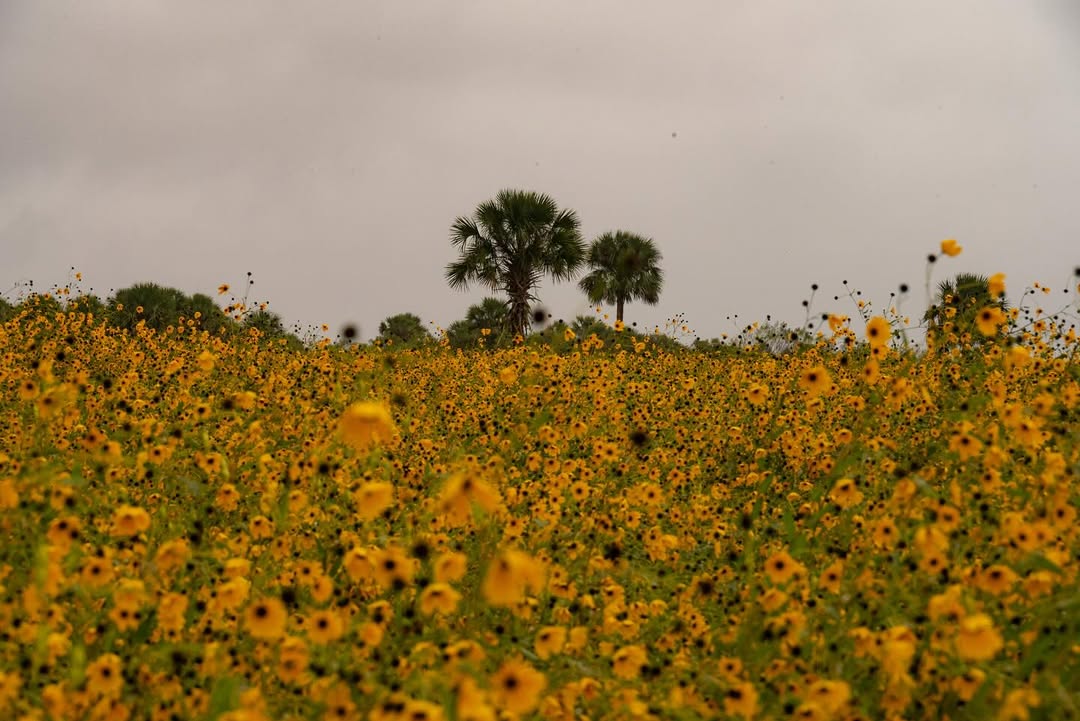 Conservation Florida tweet media