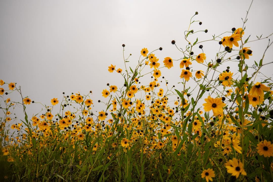 Conservation Florida tweet media