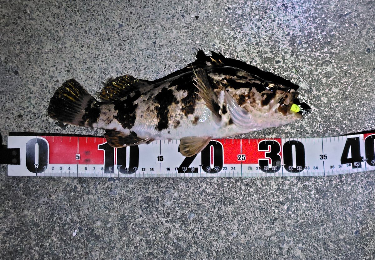 ３匹目で🎣満足いくサイズ