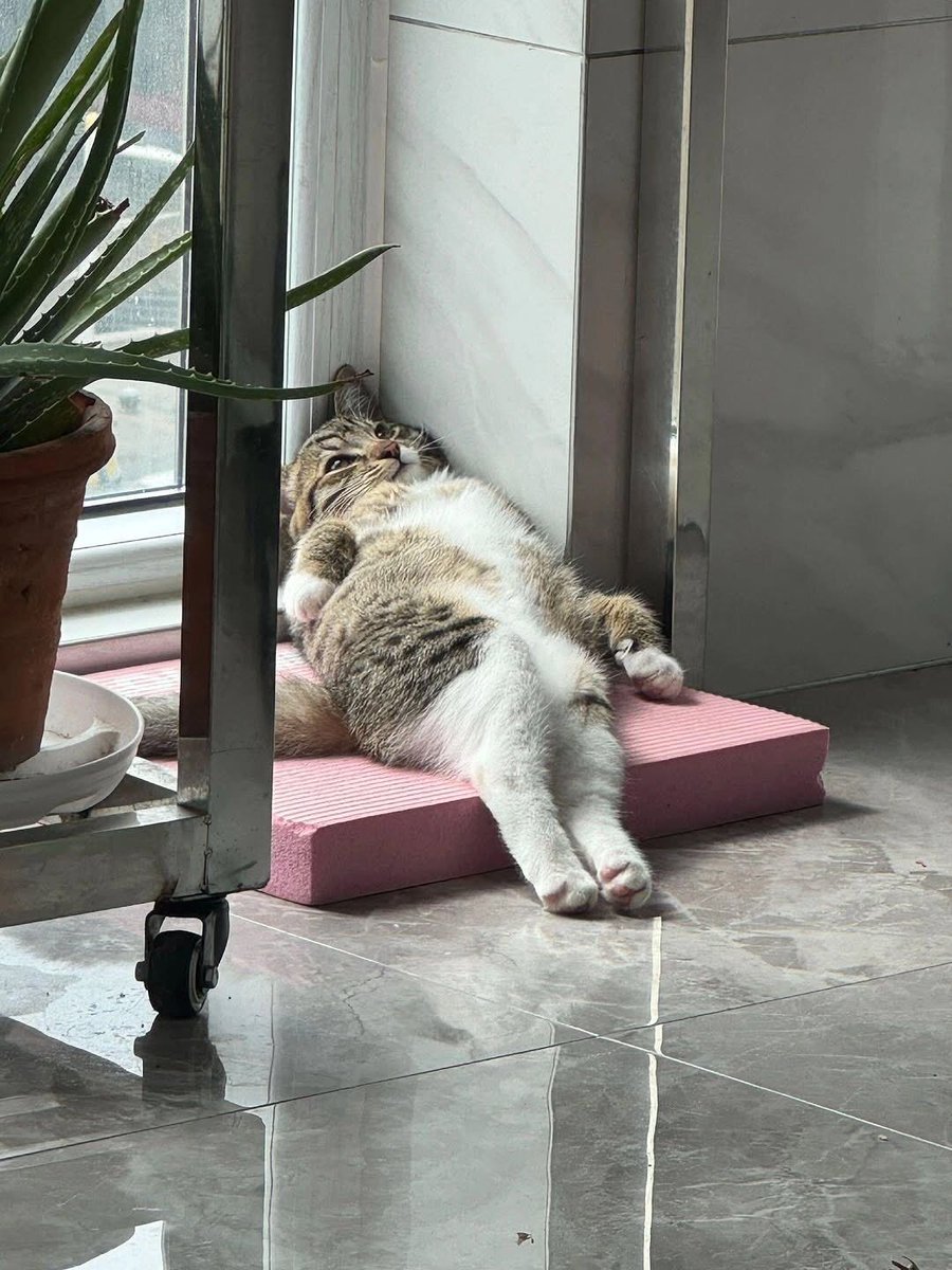 Why you should have a cat (@shouldhavecat) on Twitter photo 