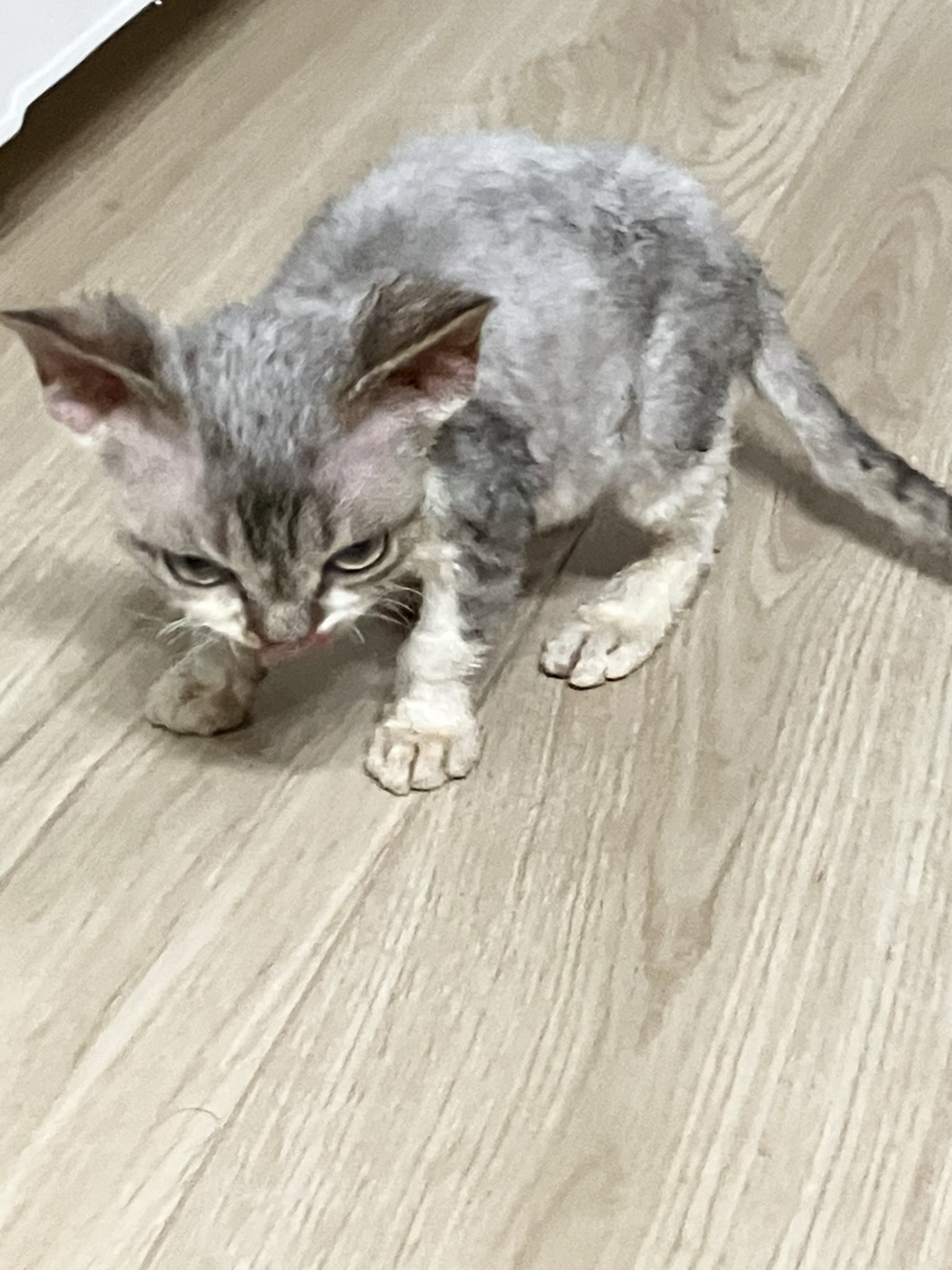 眠た医様‥購入予定_(._.)_ 楽天市場】【正規品】HUGFUWA® 抱き枕 シュクレ 安眠枕 体に