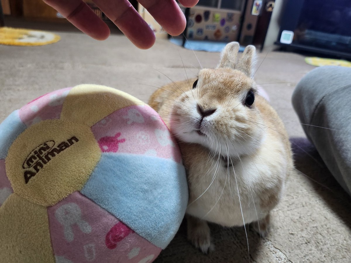 遊んでー🐰💗
