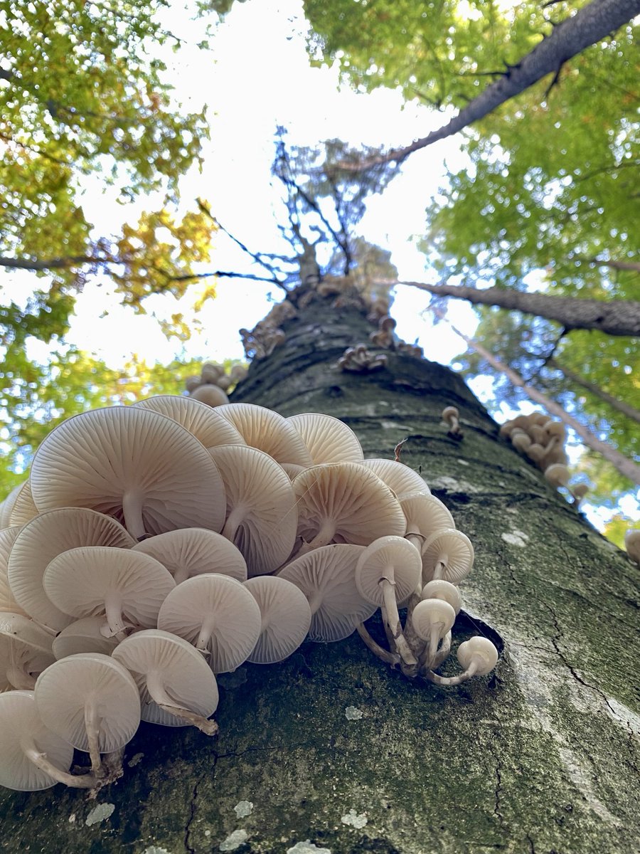 RPanhofer's tweet photo. Edible? https://t.co/seWRUTl378