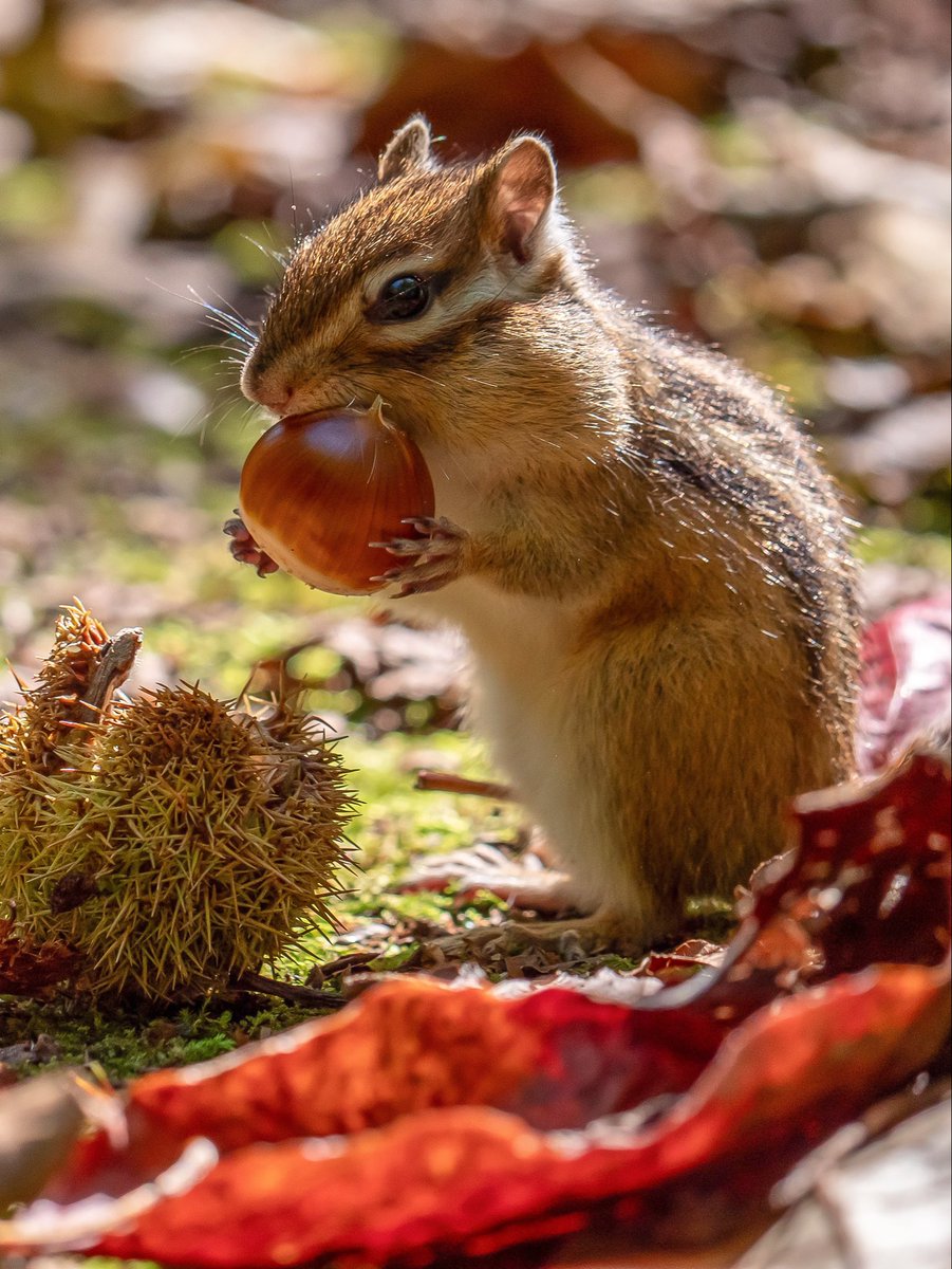 しまりすページ G3oPTU3XYAA8Vhd.jpg