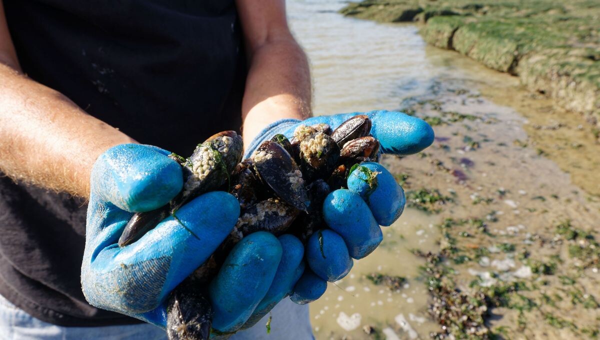 A vos gants ! Un arrêté préfectoral autorise la pêche à pied sur deux zones précises. La pêche reste interdite à Mers-les-Bains.
➡️ l.ici.fr/1vx
