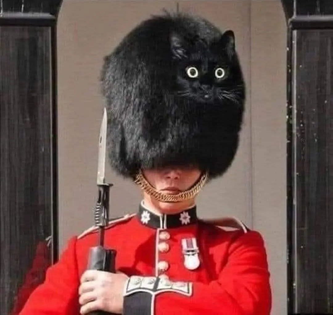 Sfigatto's tweet image. QUANDO DEVI ANDARE A LAVORARE E NON SAI A CHI LASCIARE IL GATTO