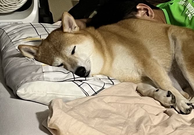 お柴さん　専用 おやつ欲しい顔🫠🍬 #柴犬 #しばいぬ #しば #柴 #shiba #shibainu