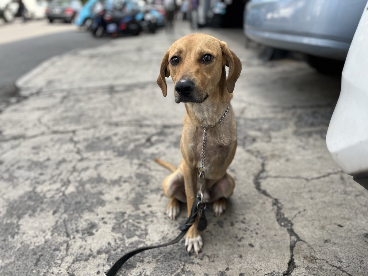 HELA_MORE's tweet image. Amigos,ayer solo llegaron $100 de apoyo,sabemos que no es obligación de nadie ayudar a nuestros rescatados,pero sin su apoyo no vamos a lograr pagar todos los gastos de este mes.😔

No nos dejen solos por favor.