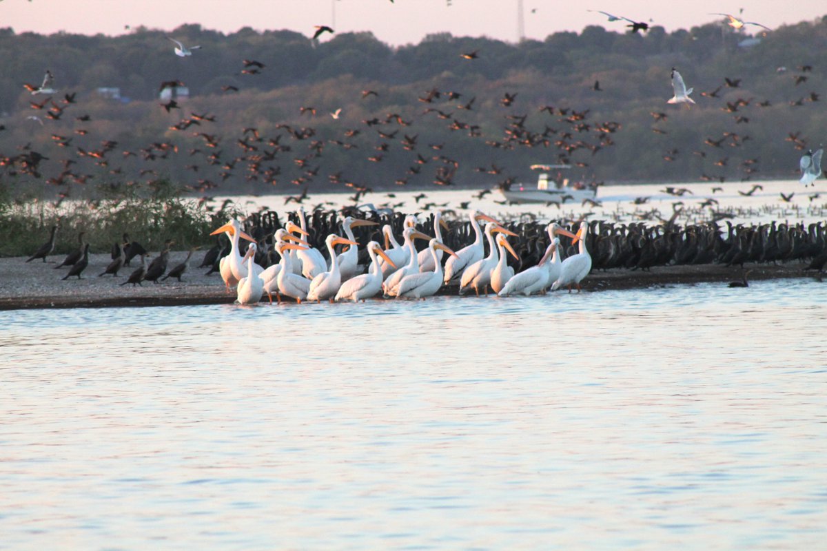 Oklahoma offers rich bird-watching opportunities, with local Audubon societies guiding enthusiasts in spotting (and listening for) the state’s feathered friends. 🕊 Read more here: okmag.com/blog/spotting-…
📸: Grand Lake Audubon Society