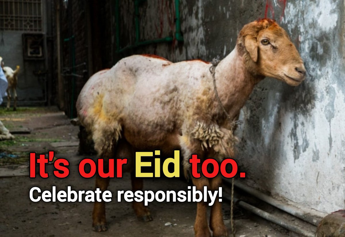 Do you have a spine to post this on Bakra Eid ?